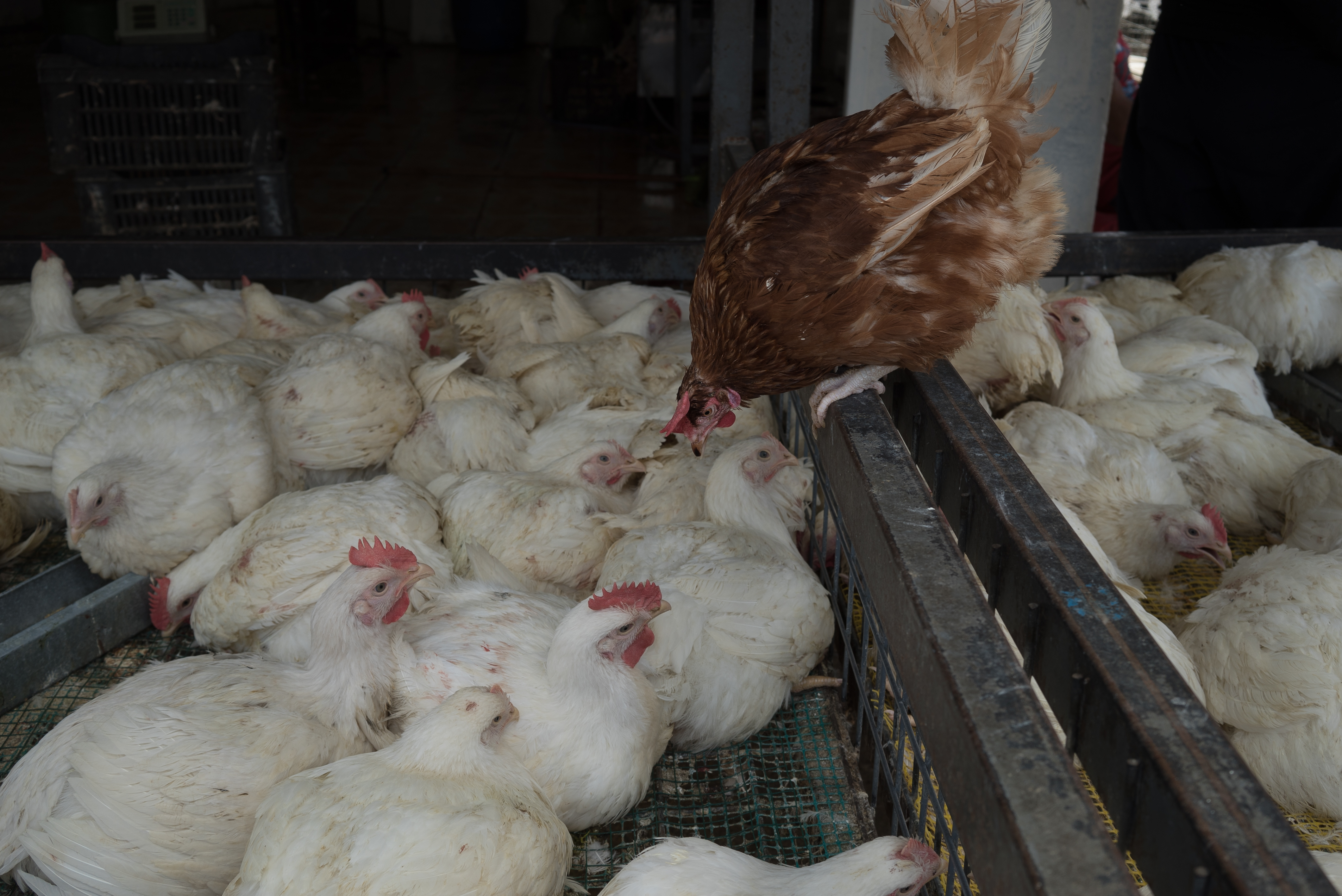 Erbil market for birds and animals, Erbil, Kurdistan Region, June 4, 2016. (Photo: Kurdistan24/Alexandre Afonso)